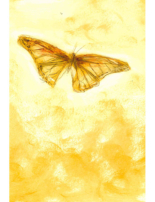 Motýl, 25 x 29 cm v rámu s paspartou